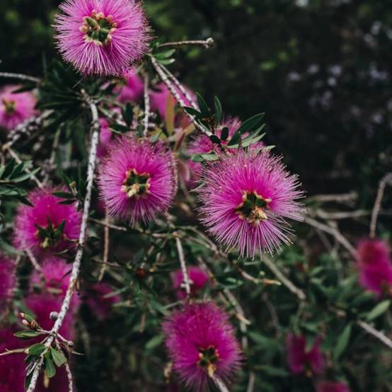 Rince-bouteilles Violaceus, Callistemon à fleurs Rose - feuillage Persistant - Pot de 7,5L - 60/80 cm- hauteur à maturité De 1,00 m à 1,50 m - Image 1