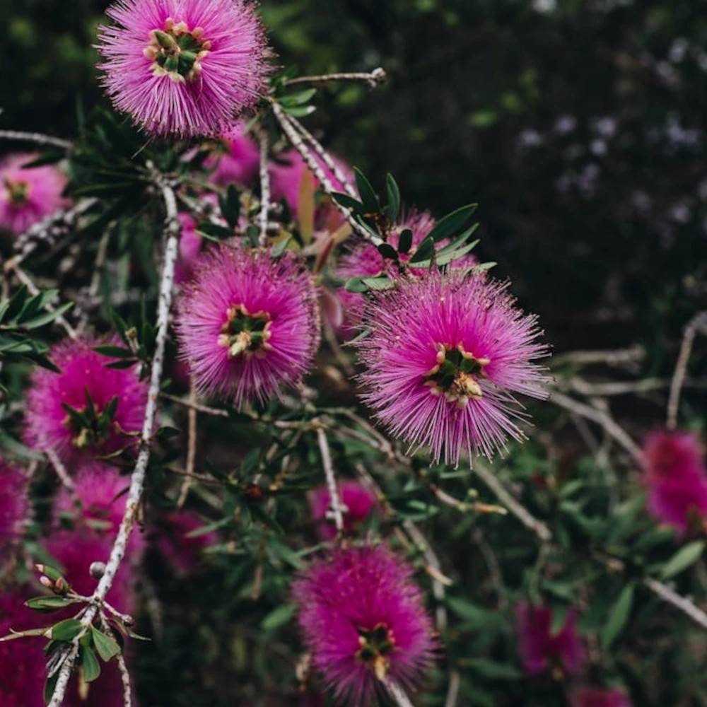 Rince-bouteilles Violaceus, Callistemon à fleurs Rose - feuillage Persistant - Pot de 7,5L - 60/80 cm-  hauteur à maturité De 1,00 m à 1,50 m