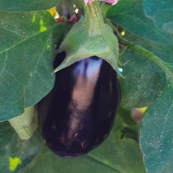 Aubergine mini Picola f1  pot 0,5 litre - Image 1