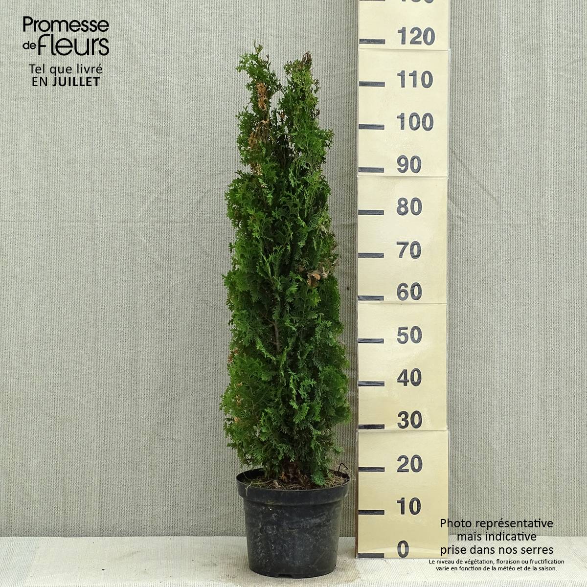 Thuya du Canada - Thuja occidentalis Degroot's Spire Pot de 7,5L/10L - Image 2