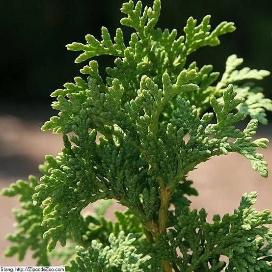 Thuya du Canada - Thuja occidentalis Degroot's Spire Pot de 7,5L/10L - Image 1