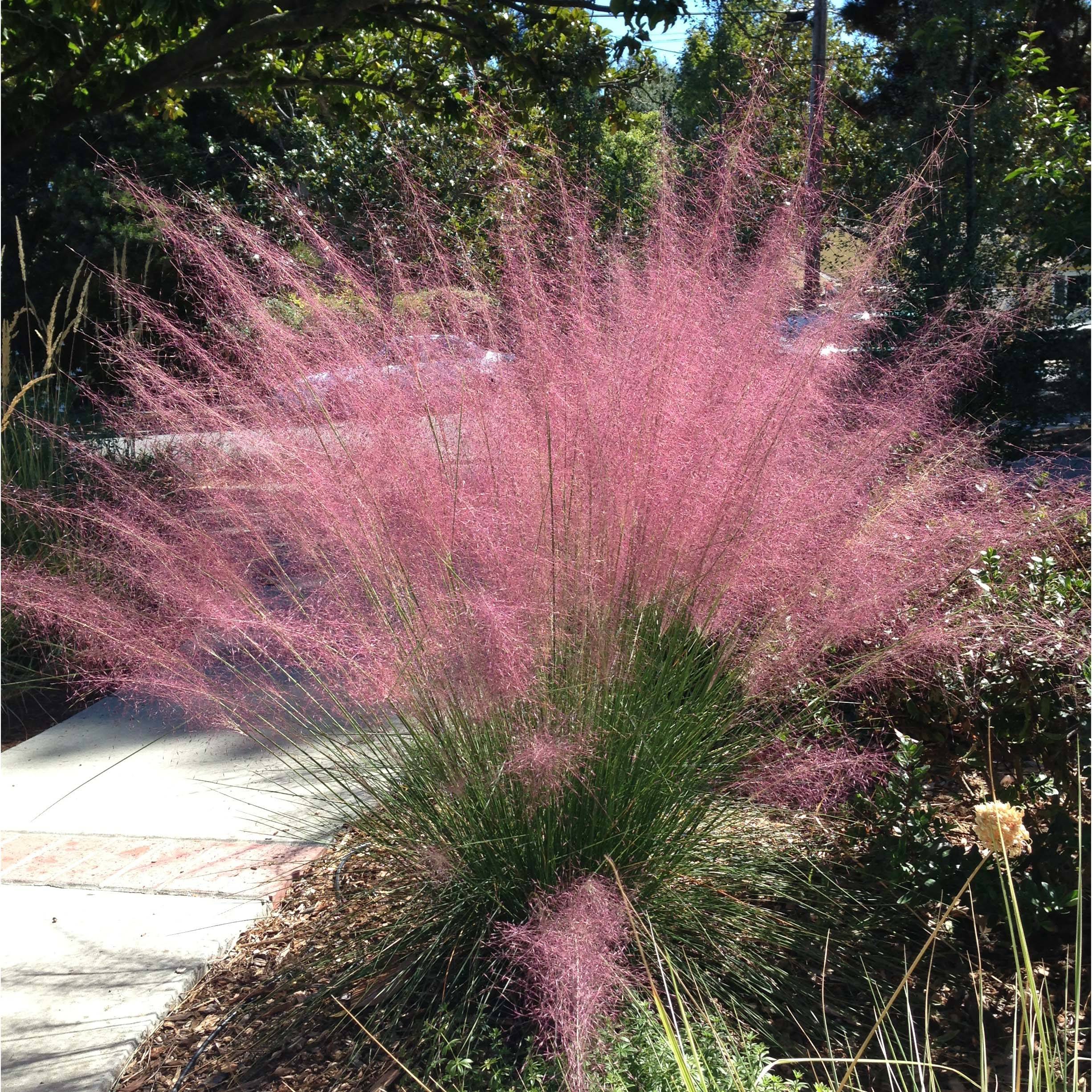 Muhlenbergia capillaris Godet de 8/9 cm