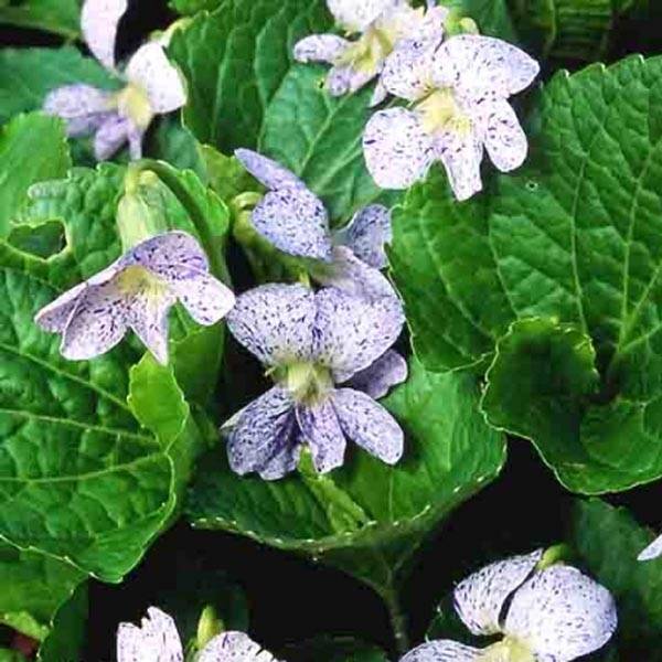 Promesse de Fleurs - Violette vivace - Viola sororia Freckles, pensée Godet de 8/9 cm