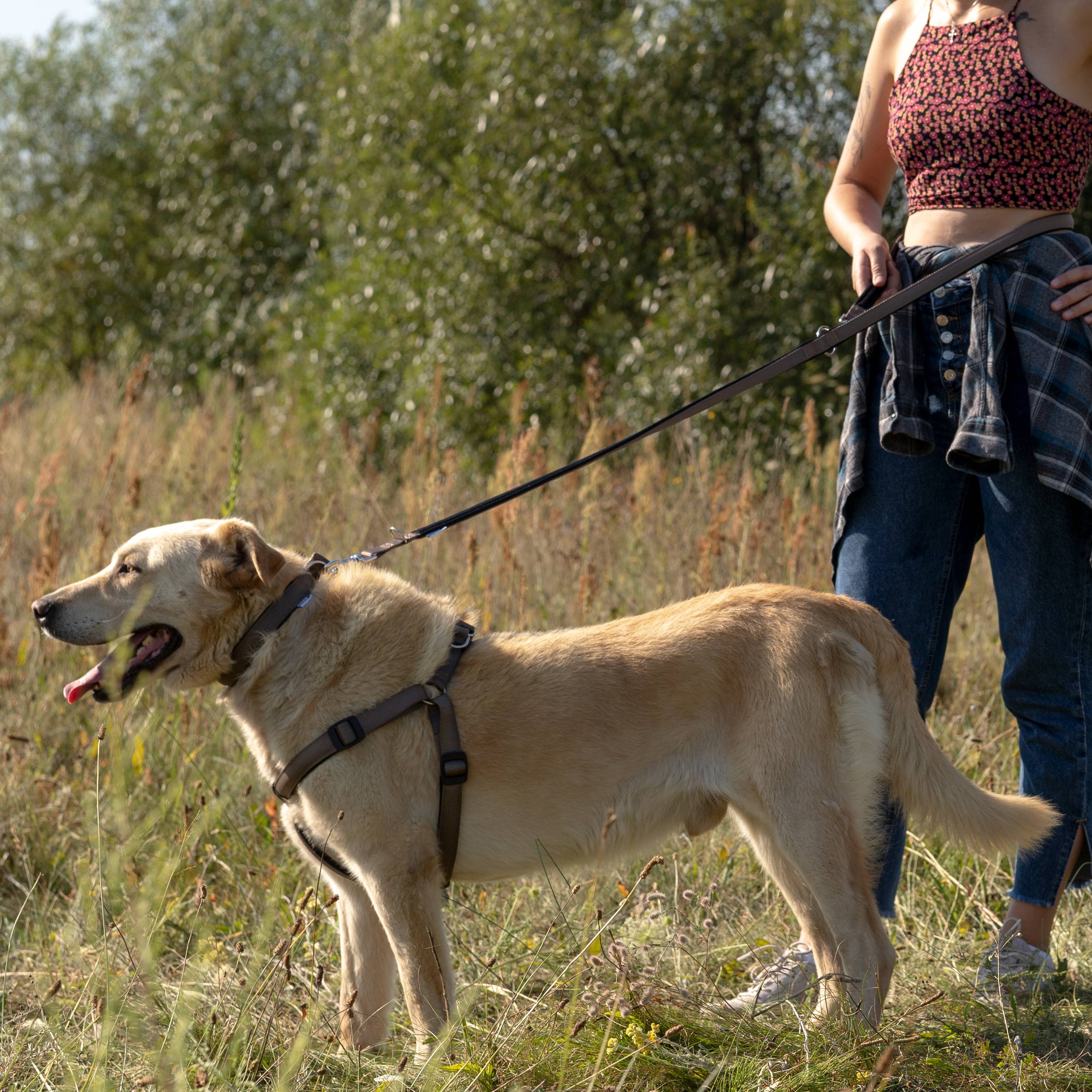 Ferplast - Ferplast laisse pour chien Daytona, laisse pour chien taille moyenne, 200 cm, laisse de dressage avec poignée rembourrée confortable et mousqueton en - Imagen 4
