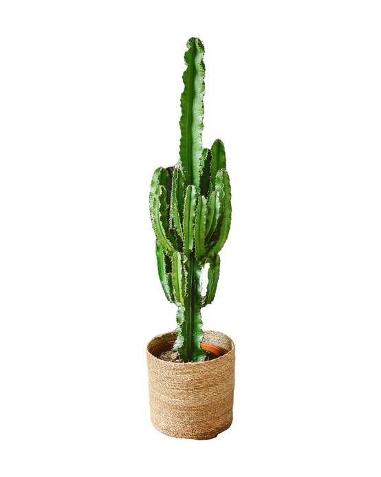 Cactus Euphorbia erythrea- XL 70cm - Plante d'intérieur- La Green Touch - Image 1