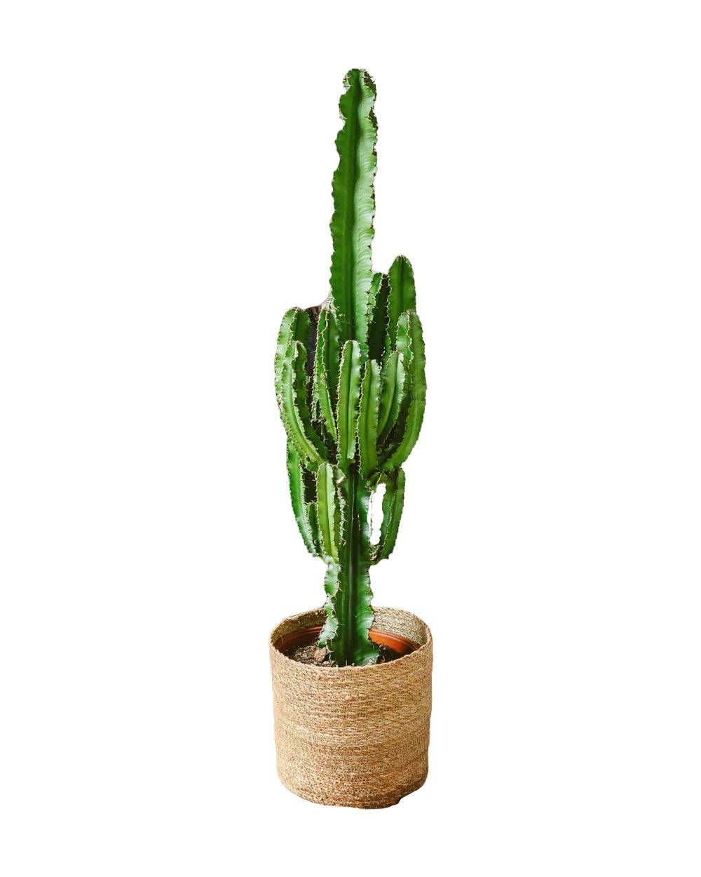 Cactus Euphorbia erythrea- XL 70cm - Plante d'intérieur- La Green Touch - Image 1