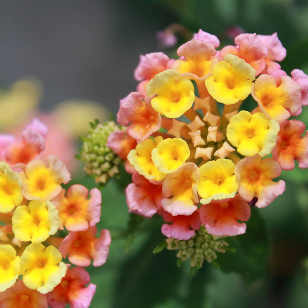 Lantana camara Shamrock Peach Mini-motte Ø 3/4 cm (par 5)