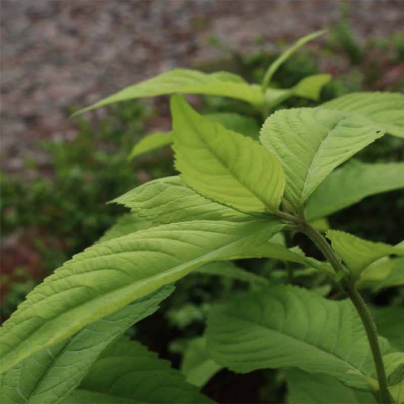 Leucosceptrum japonicum Golden Angel - Menthe arbustive japonaise Godet de 8/9 cm