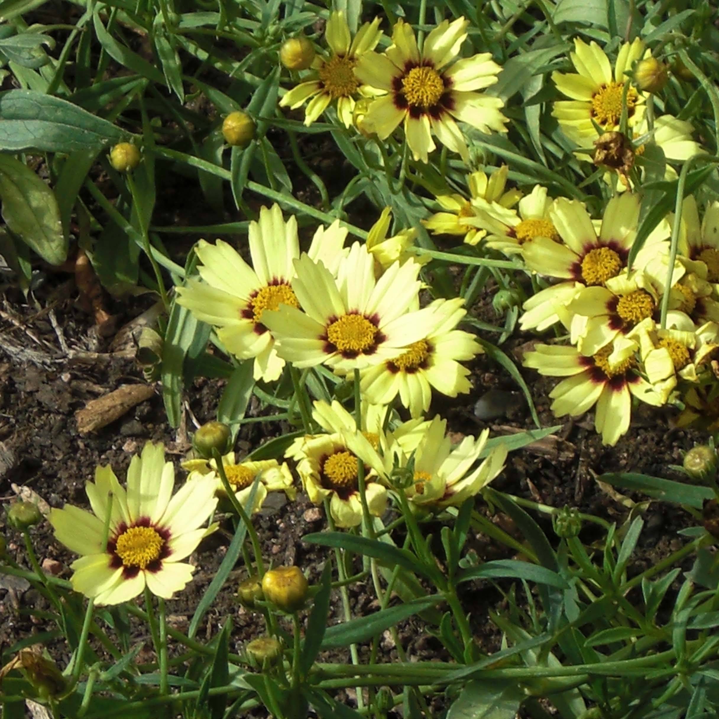 Promesse de Fleurs - Coreopsis Redshift Godet de 8/9 cm