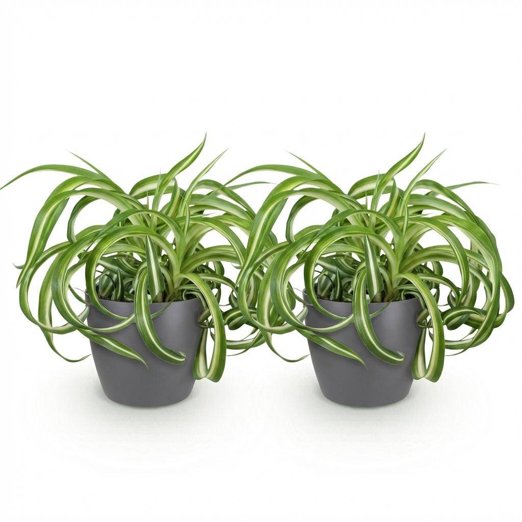 La Green Touch - Chlorophytum Comosum Bonnie - H25cm - Image 4