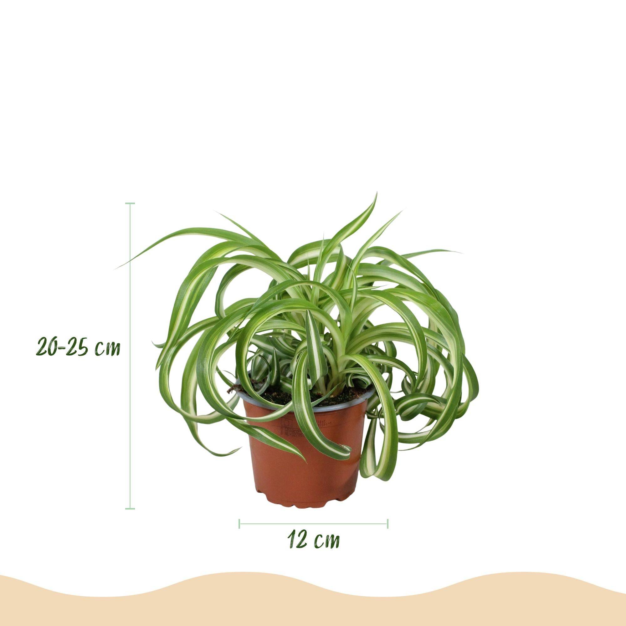 La Green Touch - Chlorophytum Comosum Bonnie - H25cm - Image 3