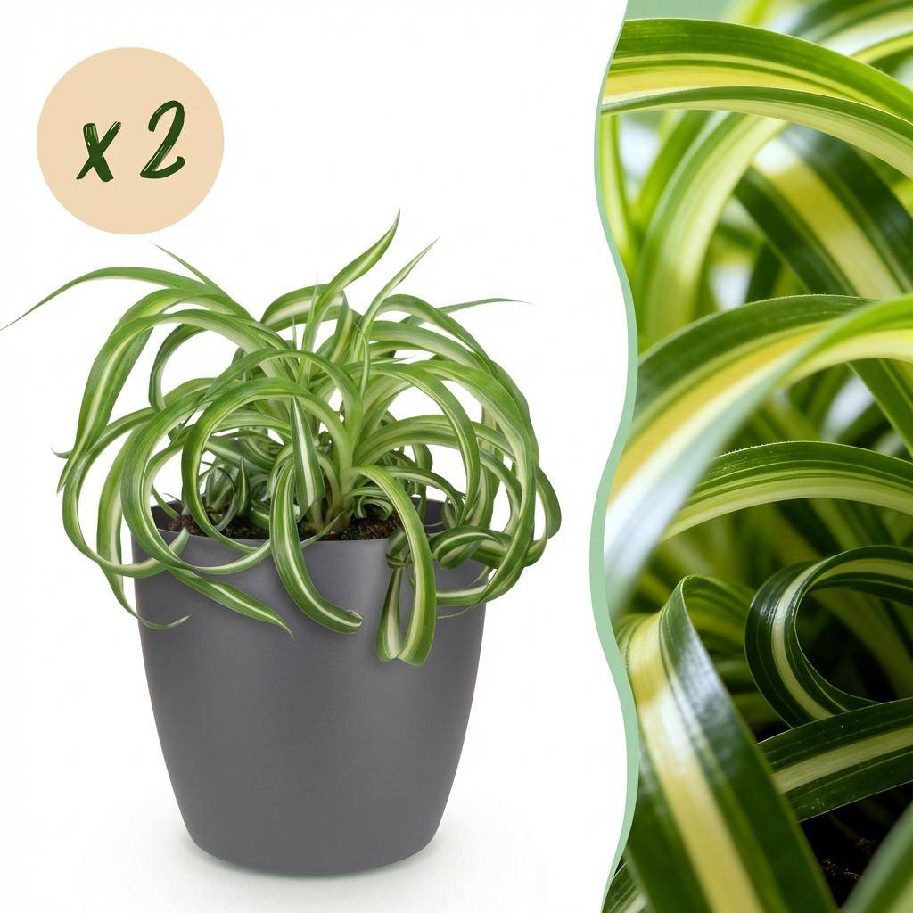 La Green Touch - Chlorophytum Comosum Bonnie - H25cm - Image 2