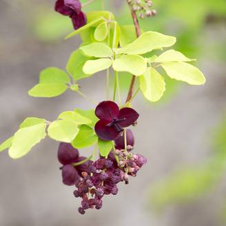 Promesse de Fleurs - Akebia quinata - Akébie à cinq feuilles Pot de 2L/3L