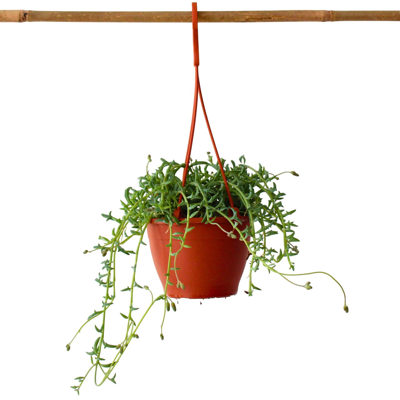 Plant In A Box - Plante tortue - Senecio peregrinus - Hauteur 10-20cm - ⌀12cm