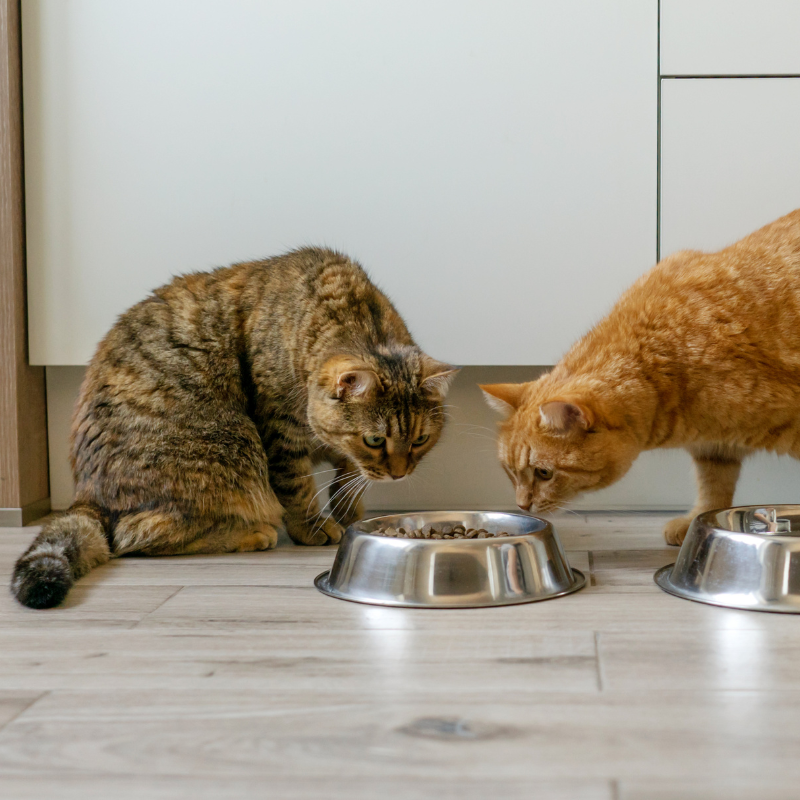Nestor - Pâtées Sans Céréales Bio au Poulet pour Chat - Imagen 2