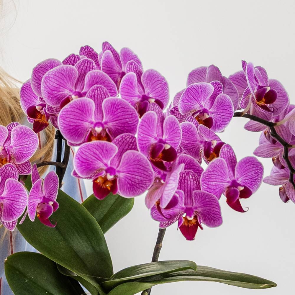 Orchidée Phalaenopsis 'Vienna' violette - Set avec plantes vertes et cache-pots décoratifs - Plantes d'intérieur - Image 5