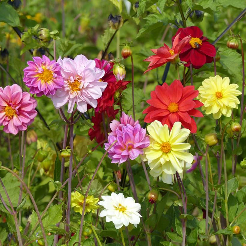 Promesse de Fleurs - Graines de Dahlia nain Unwin Ideal Mix le sachet de 150 graines environ (1,5g)