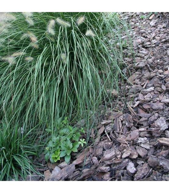 Paillage végétal biodégradable écorces de pin maritime 10 sacs 50 L pour 10m2 - Image 5