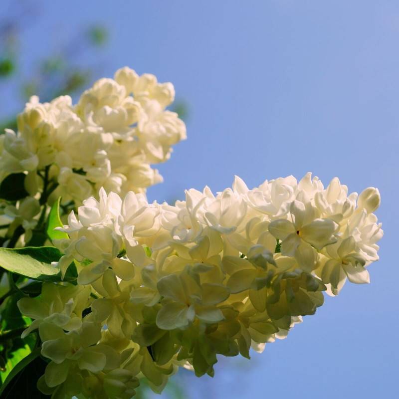 Lilas commun Madame Lemoine, Syringa à fleurs Blanche - feuillage Caduc - Pot de 7,5L - 60/80 cm-  hauteur à maturité De 2,50 m à 3,00 m - Imagen 7