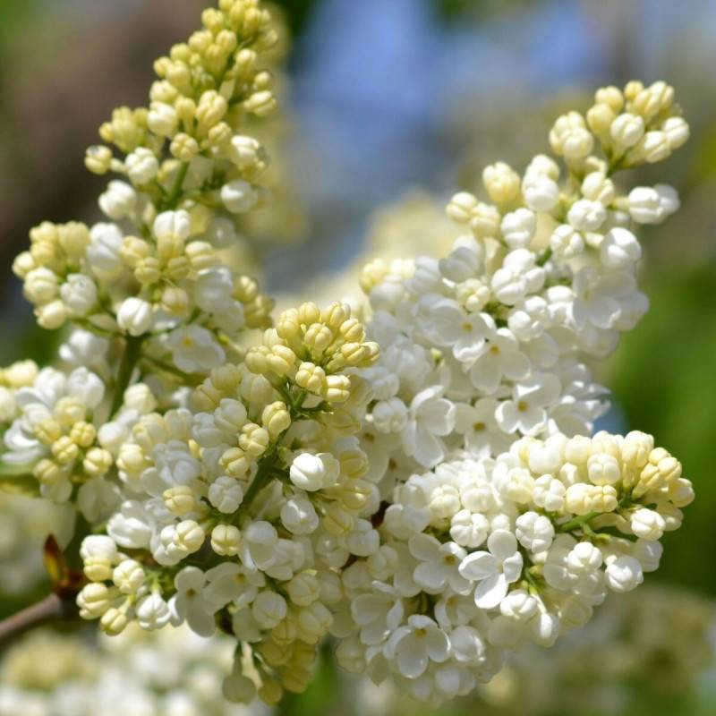 Lilas commun Madame Lemoine, Syringa à fleurs Blanche - feuillage Caduc - Pot de 7,5L - 60/80 cm-  hauteur à maturité De 2,50 m à 3,00 m - Imagen 1