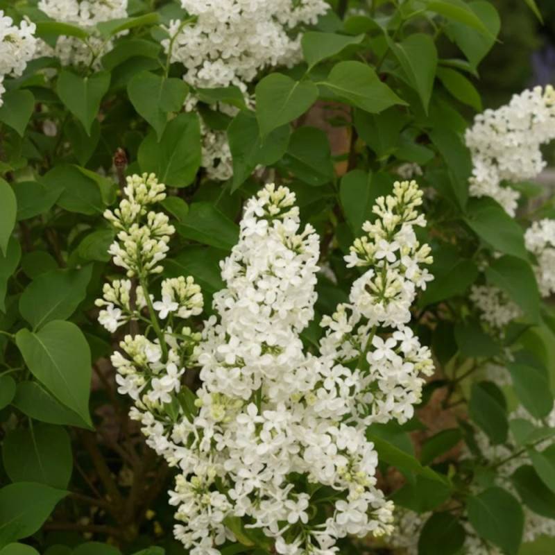 Lilas commun Madame Lemoine, Syringa à fleurs Blanche - feuillage Caduc - Pot de 7,5L - 60/80 cm-  hauteur à maturité De 2,50 m à 3,00 m - Imagen 3