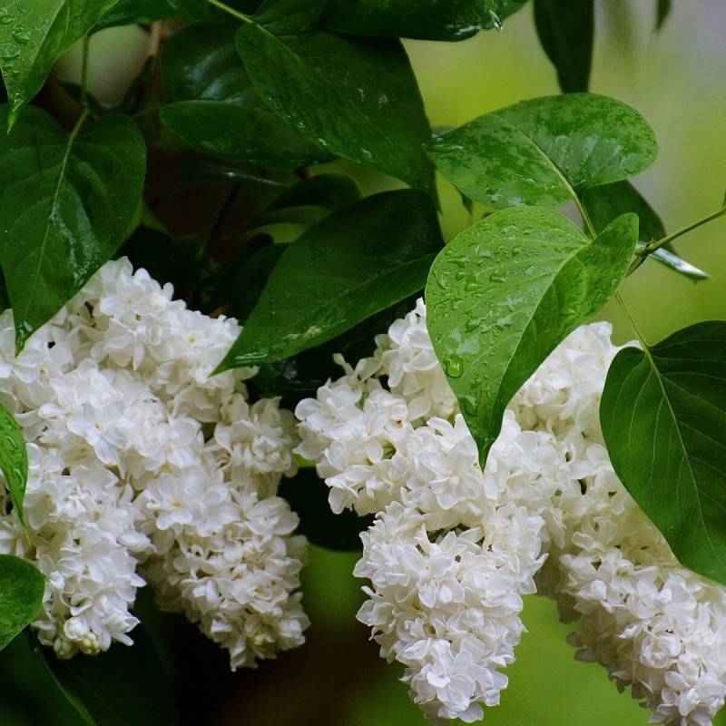 Lilas commun Madame Lemoine, Syringa à fleurs Blanche - feuillage Caduc - Pot de 7,5L - 60/80 cm-  hauteur à maturité De 2,50 m à 3,00 m - Imagen 6
