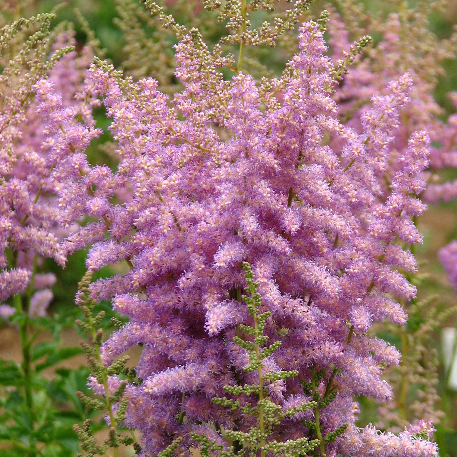 Astilbe arendsii Hyazinth Godet de 8/9 cm