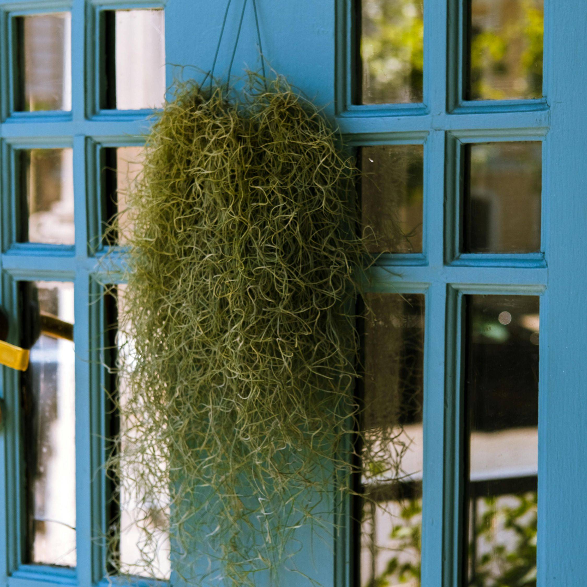 Plant In A Box - Plante aérienne - Set de 6 - Tillandsia usneoides - Hauteur 25-40cm - ⌀5cm - Image 2