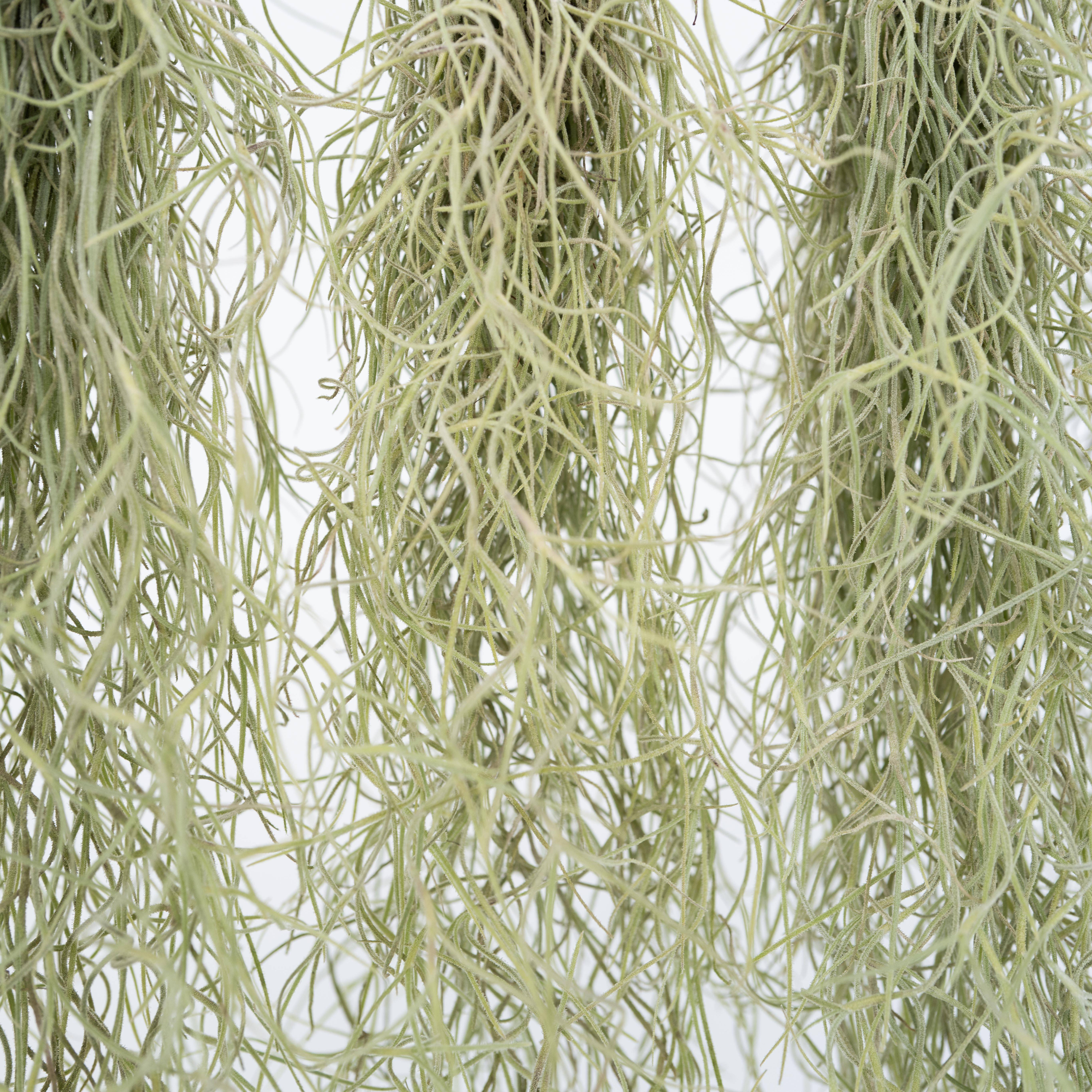 Plant In A Box - Plante aérienne - Set de 6 - Tillandsia usneoides - Hauteur 25-40cm - ⌀5cm - Image 4