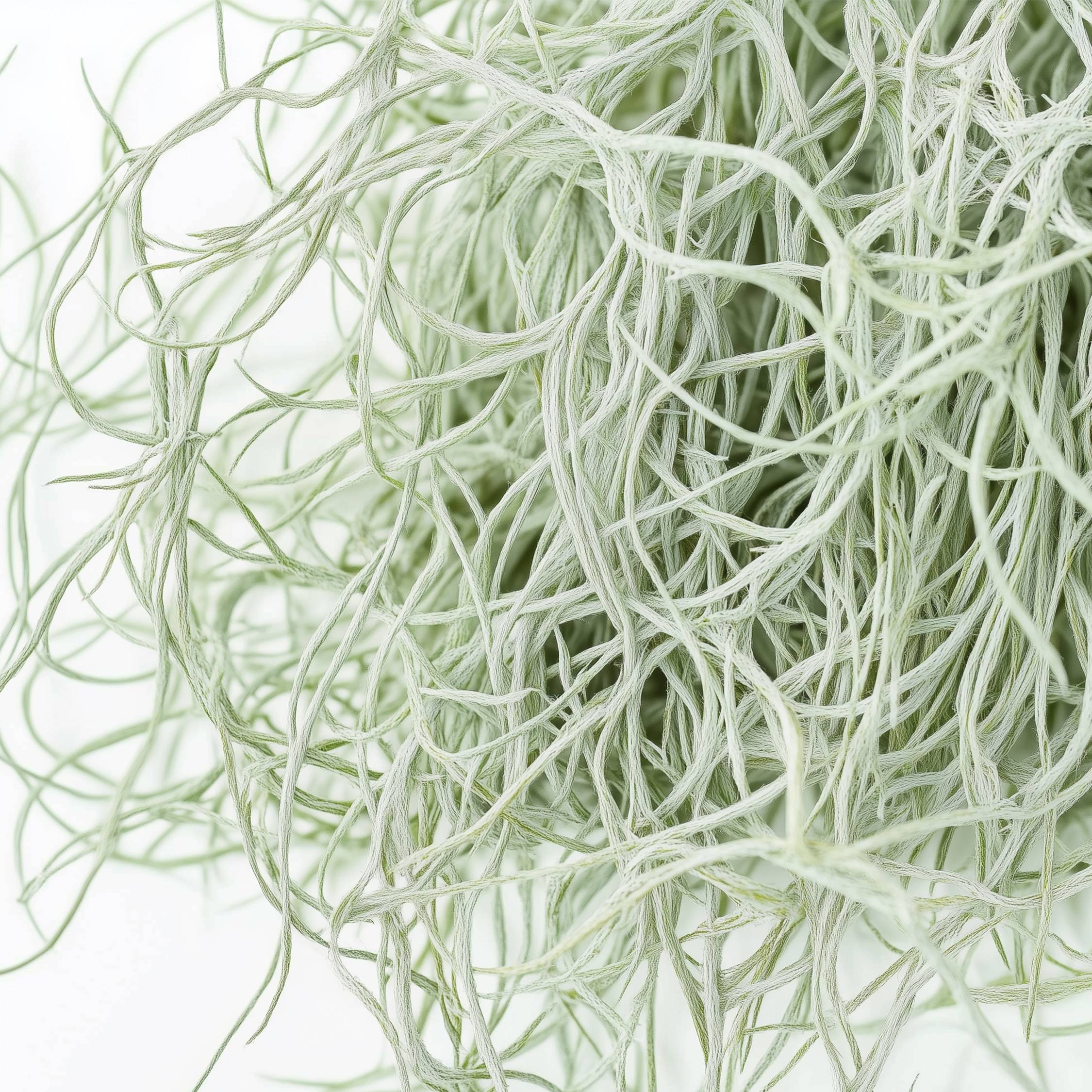 Plant In A Box - Plante aérienne - Set de 6 - Tillandsia usneoides - Hauteur 25-40cm - ⌀5cm - Image 5