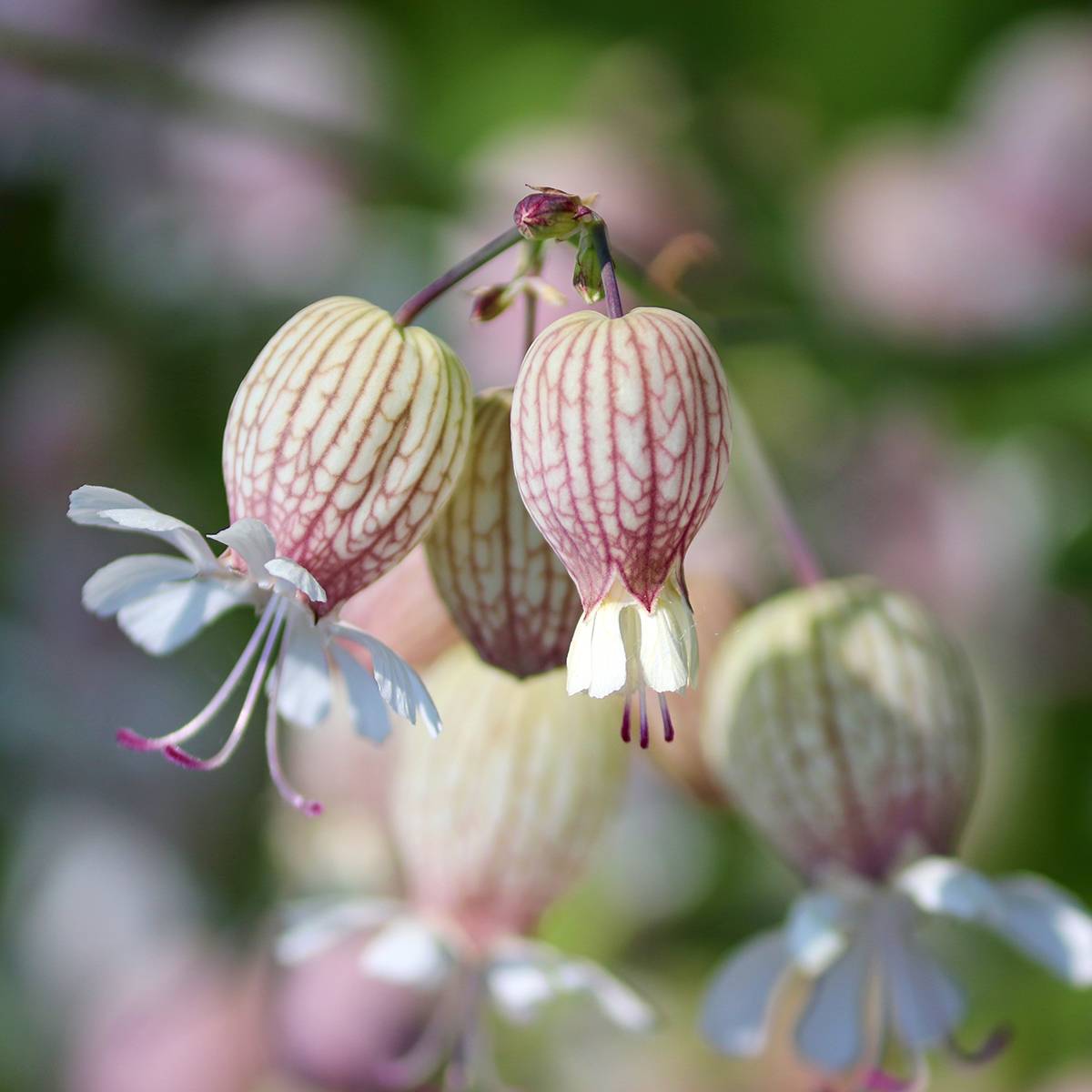 Promesse de Fleurs - Silène enflé ou commun - Silene vulgaris Godet de 8/9 cm