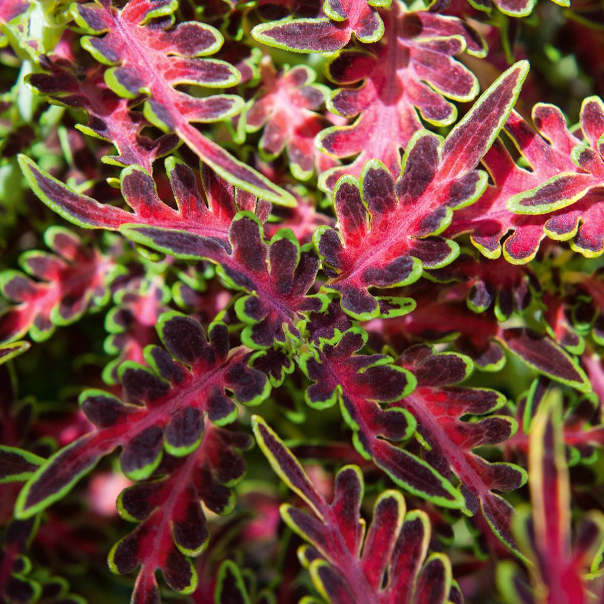 Coleus Tropical Feather Mini-motte Ø 3/4 cm (par 3) - Jardiland
