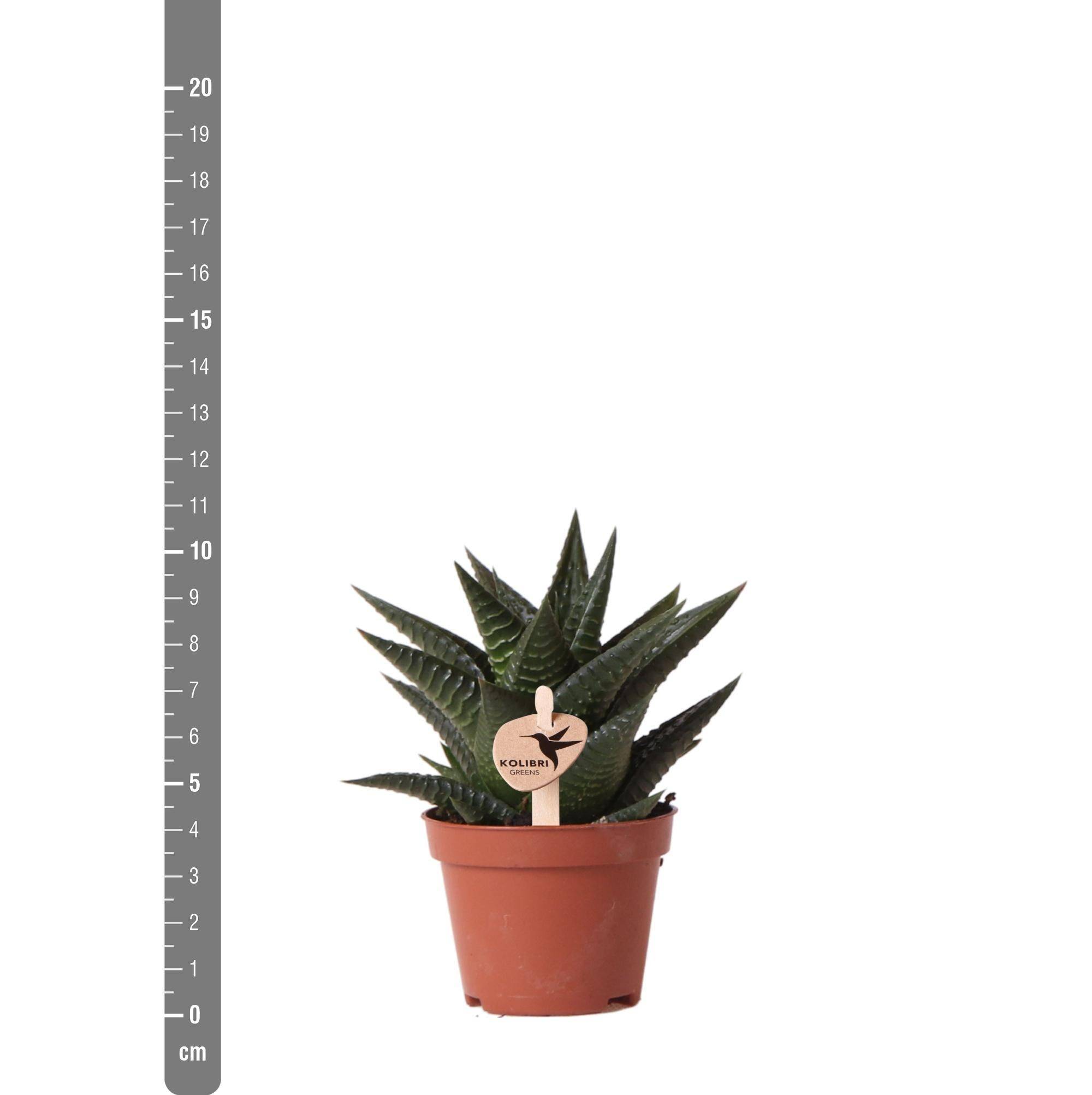 La Green Touch - Haworthia Limifolia h11cm- La Green Touch - Image 5
