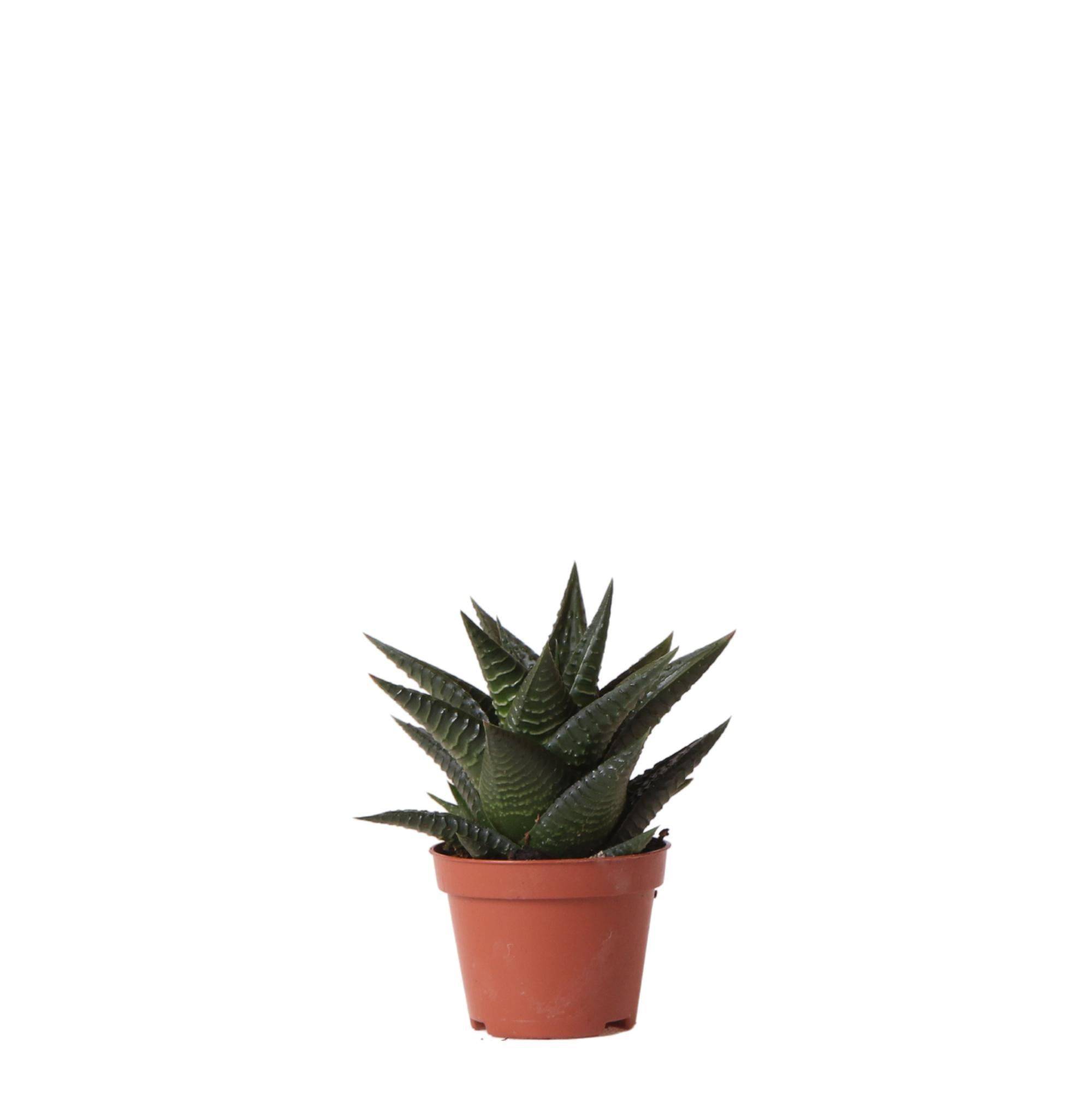 La Green Touch - Haworthia Limifolia h11cm- La Green Touch - Image 1
