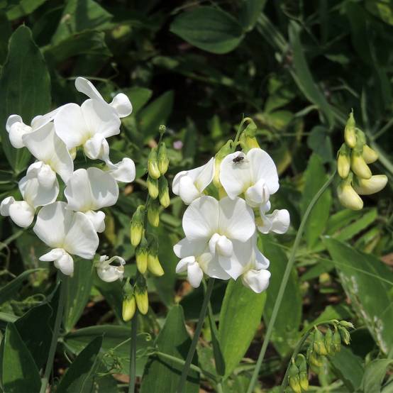 Graines de Pois de senteur White Pearl - Lathyrus latifolius le sachet de 30 graines environ (2g)