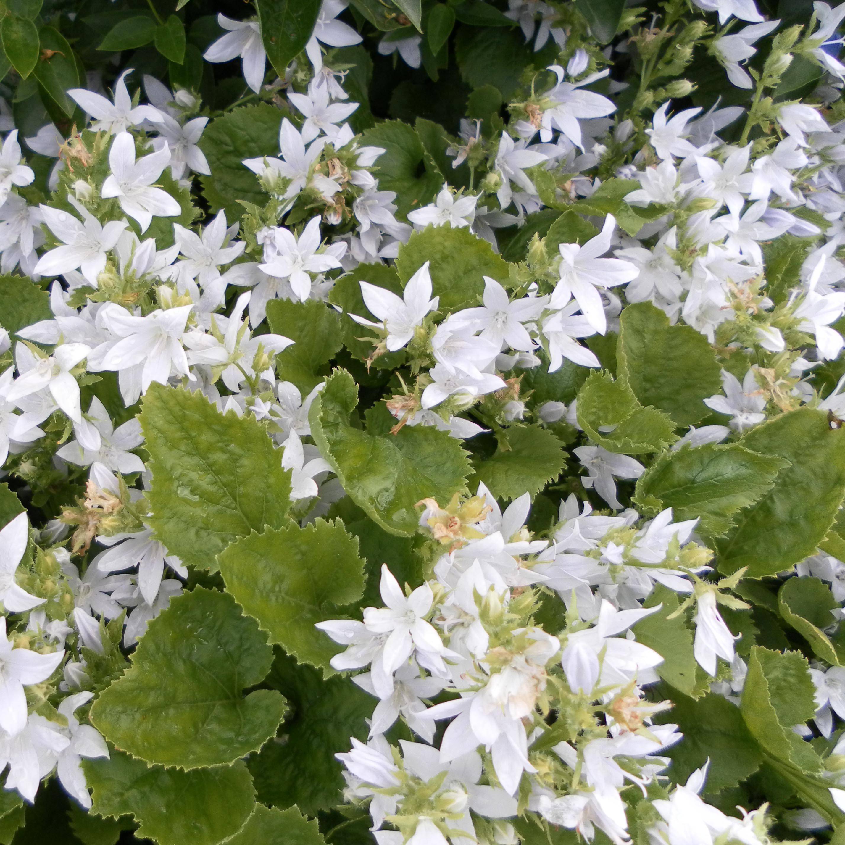 Campanula poscharskyana E.H. Frost - Campanule des Murets Godet de 8/9 cm