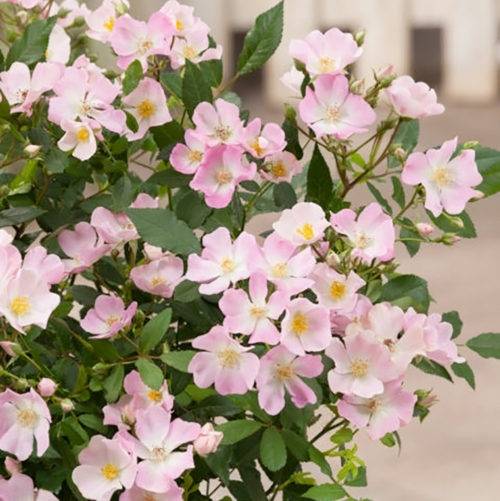 Rosier paysager Rosanatura Rosea Pot de 2L/3L