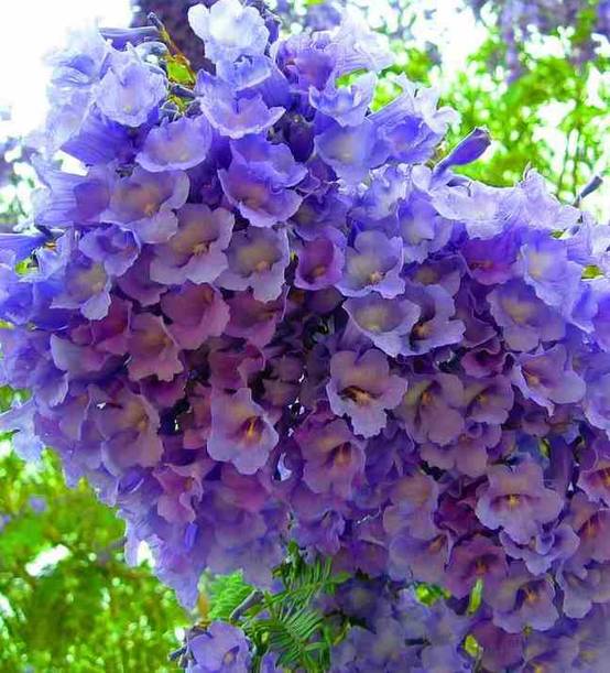 0 - Jacaranda mimosifolia (Flamboyant bleu) Pot de 15 litres - 180/200 cm - Image 1