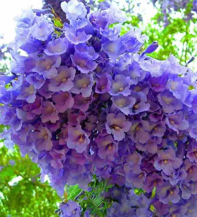 0 - Jacaranda mimosifolia (Flamboyant bleu) Pot de 15 litres - 180/200 cm - Image 1