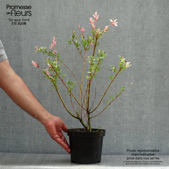 Saule crevette - Salix integra Hakuro Nishiki Pot de 2L/3L, Buisson, Touffe - Image 2