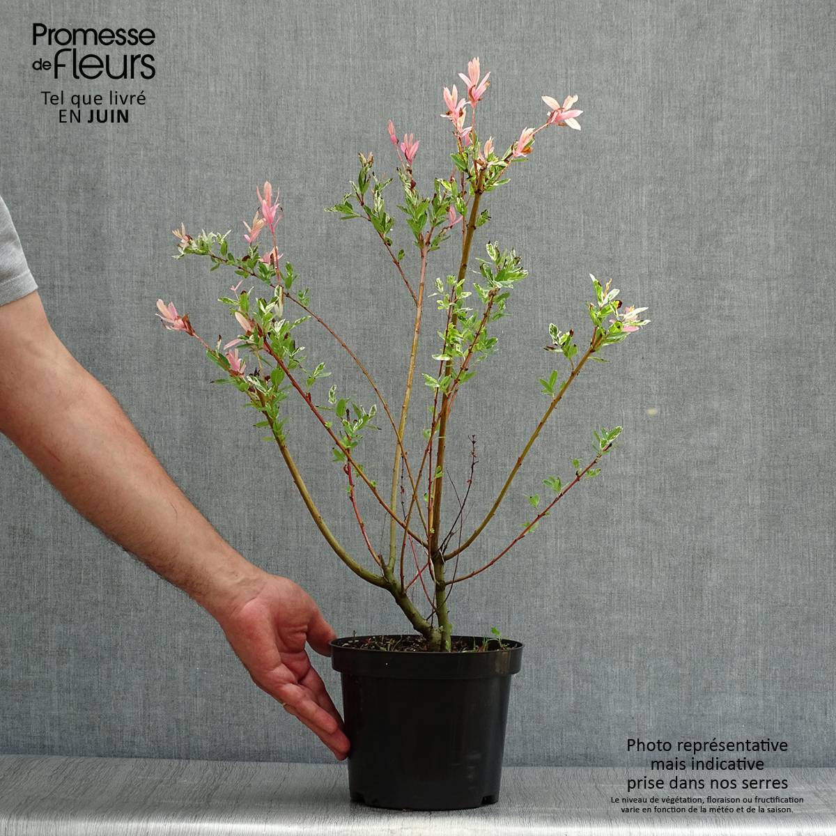 Saule crevette - Salix integra Hakuro Nishiki Pot de 2L/3L, Buisson, Touffe - Image 2