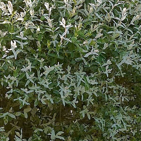 Saule crevette - Salix integra Hakuro Nishiki Pot de 2L/3L, Buisson, Touffe - Image 1