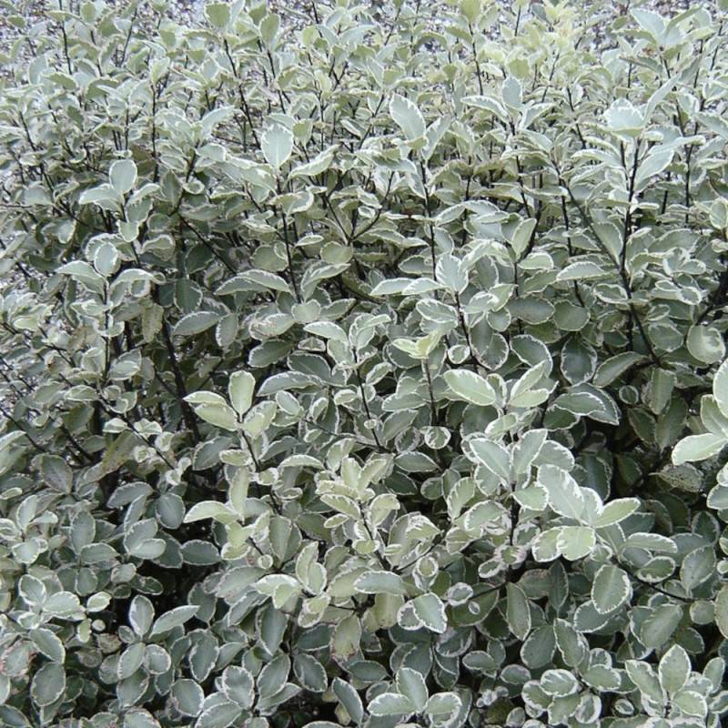 Pittosporum Silver Ball, Pittospore - Pot de 3L - 20/40 cm - Image 2