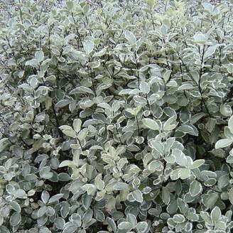 Pittosporum Silver Ball, Pittospore - Pot de 3L - 20/40 cm
