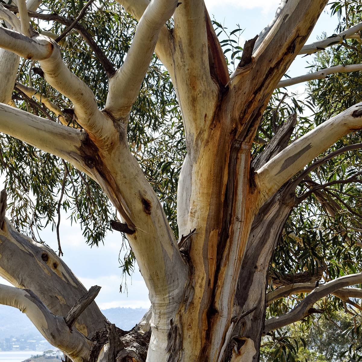 Eucalyptus pauciflora subsp. niphophila Mt Bogong - Gommier des neiges Pot de 4L/5L, Pot anti-chignon - Image 1