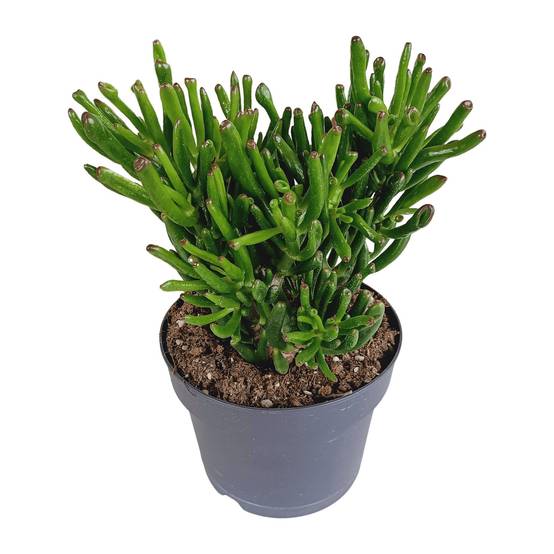 Crassula Gollum - Plante Succulente Tubulaire- La Green Touch - Image 1
