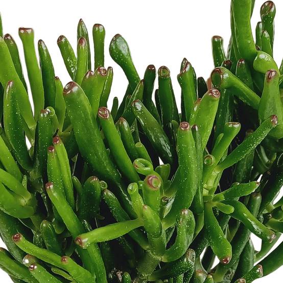 Crassula Gollum - Plante Succulente Tubulaire- La Green Touch - Image 4
