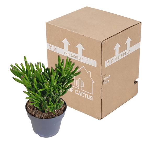 Crassula Gollum - Plante Succulente Tubulaire- La Green Touch - Image 3