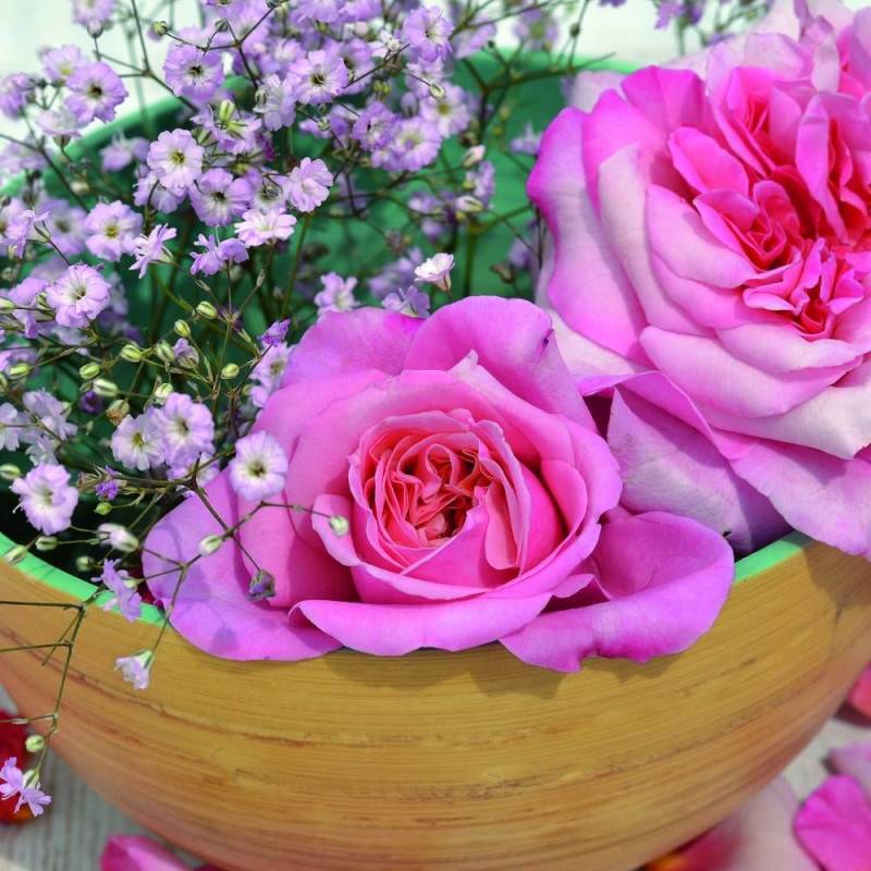Rosier à grandes fleurs Voluptia® Pink™ 'Noa1811108' à fleurs Rose - feuillage Caduc - Pot de 5L - 40/60 cm-  hauteur à maturité De 0,50 m à 1,00 m - Imagen 1