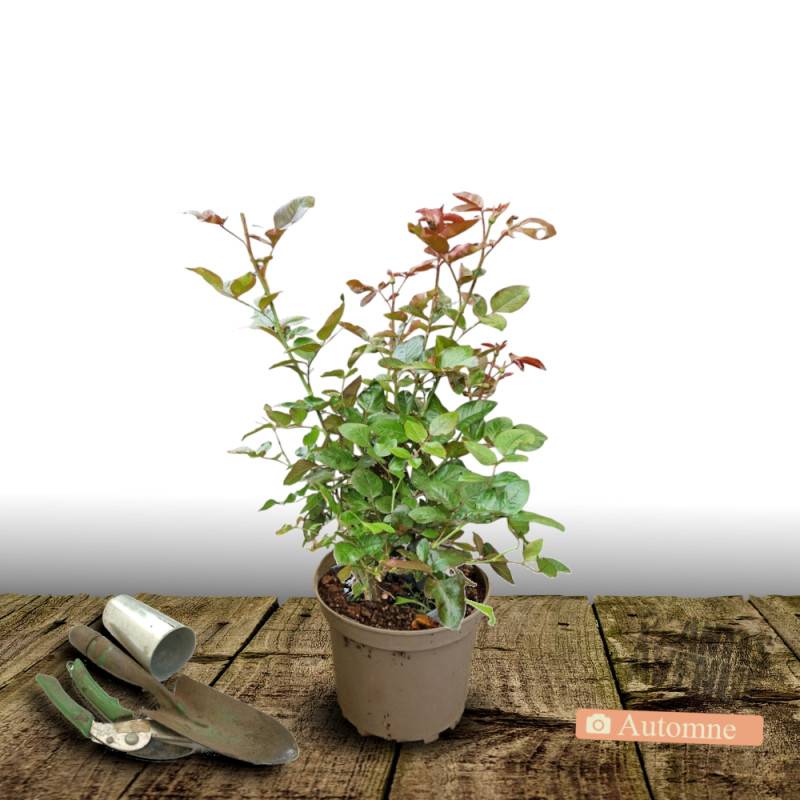Rosier à grandes fleurs Voluptia® Pink™ 'Noa1811108' à fleurs Rose - feuillage Caduc - Pot de 5L - 40/60 cm-  hauteur à maturité De 0,50 m à 1,00 m - Imagen 3